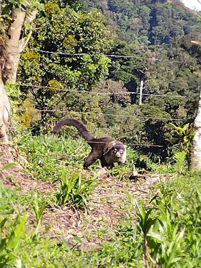 Hospedaje Bosque Del Rio Monteverde Buitenkant foto